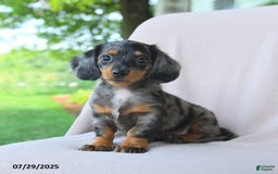 Miniature Dachshund dogs for sale: Misty - Image 3