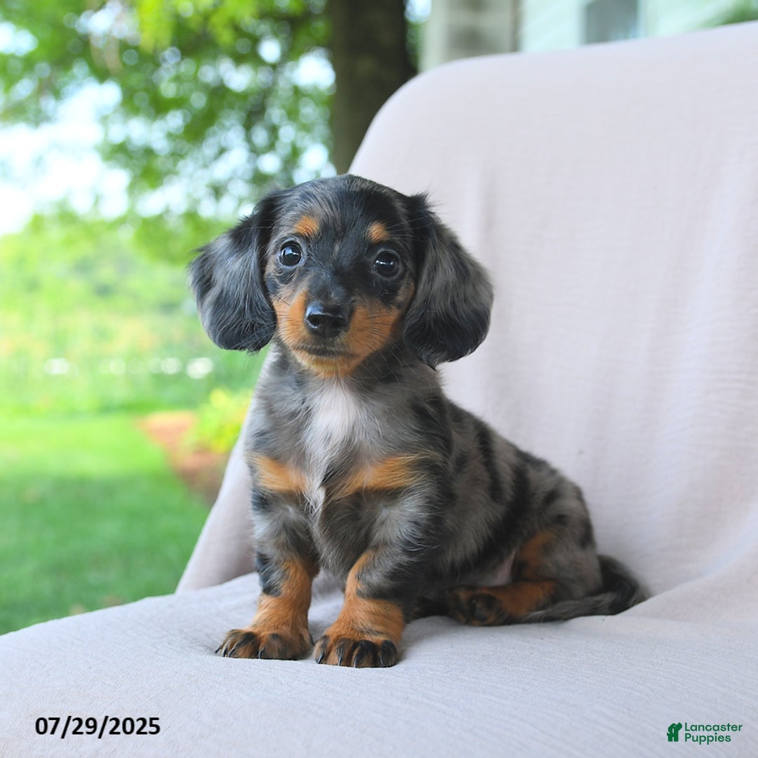 Miniature Dachshund dogs for sale: Misty - Image 3