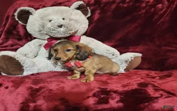 Miniature Dachshund dogs for sale: JOSIE - Image 9