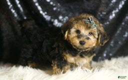 Yorkiepoo dogs for sale: Charming - Image 1
