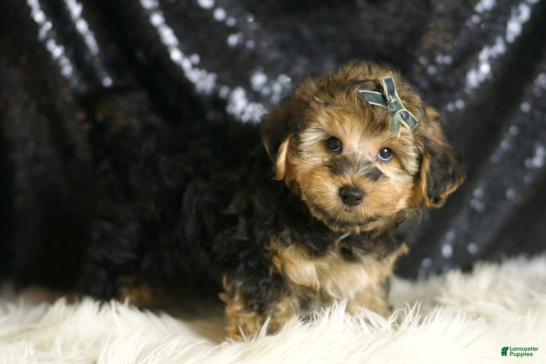 Yorkiepoo dogs for sale: Charming - Image 1