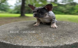 French Bulldog dogs for sale: Blue Cheese - Image 1