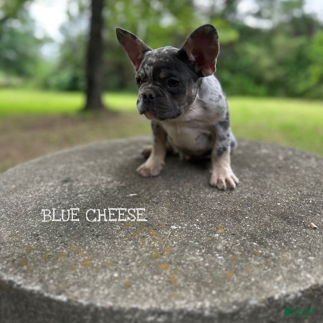 French Bulldog dogs for sale: Blue Cheese - Image 1