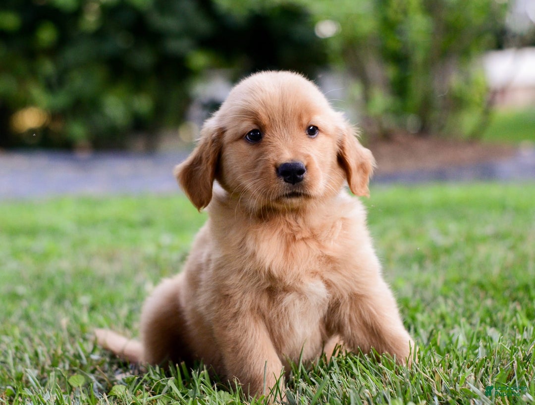 Golden Retriever dogs for sale: Indy - Image 3