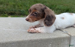Dachshund dogs for sale: Pepper - Image 3