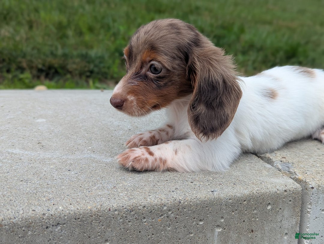 Dachshund dogs for sale: Pepper - Image 3