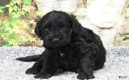 Portuguese Water Dog dogs for sale: Sunny - Image 7