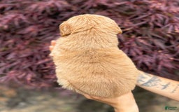Golden Retriever dogs for sale: Pine - Image 6