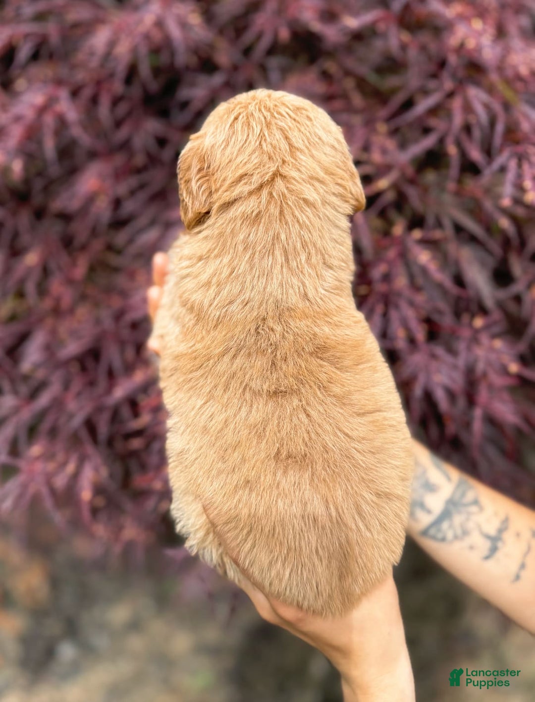 Golden Retriever dogs for sale: Pine - Image 6