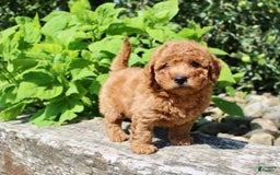 Mini Goldendoodle dogs for sale: Taylor - Image 6