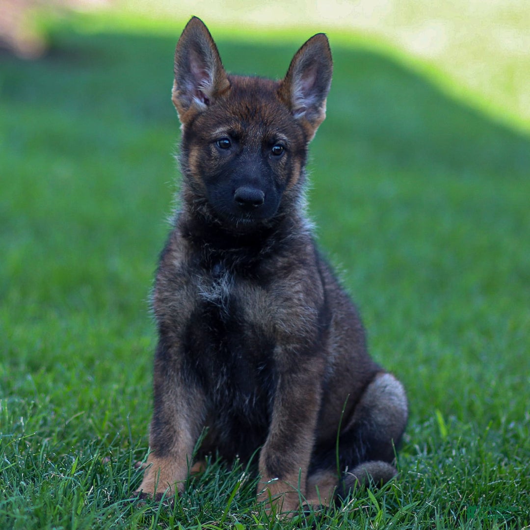 German Shepherd dogs for sale: Freya - Image 11