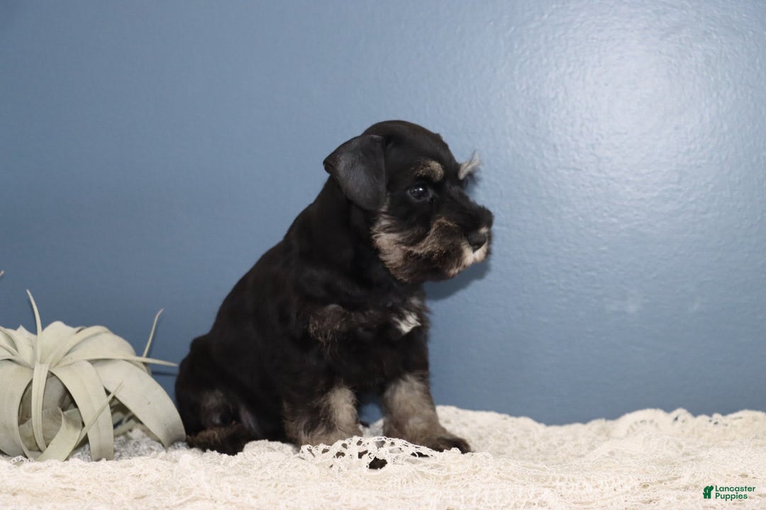Miniature Schnauzer dogs for sale: Ava - Image 4