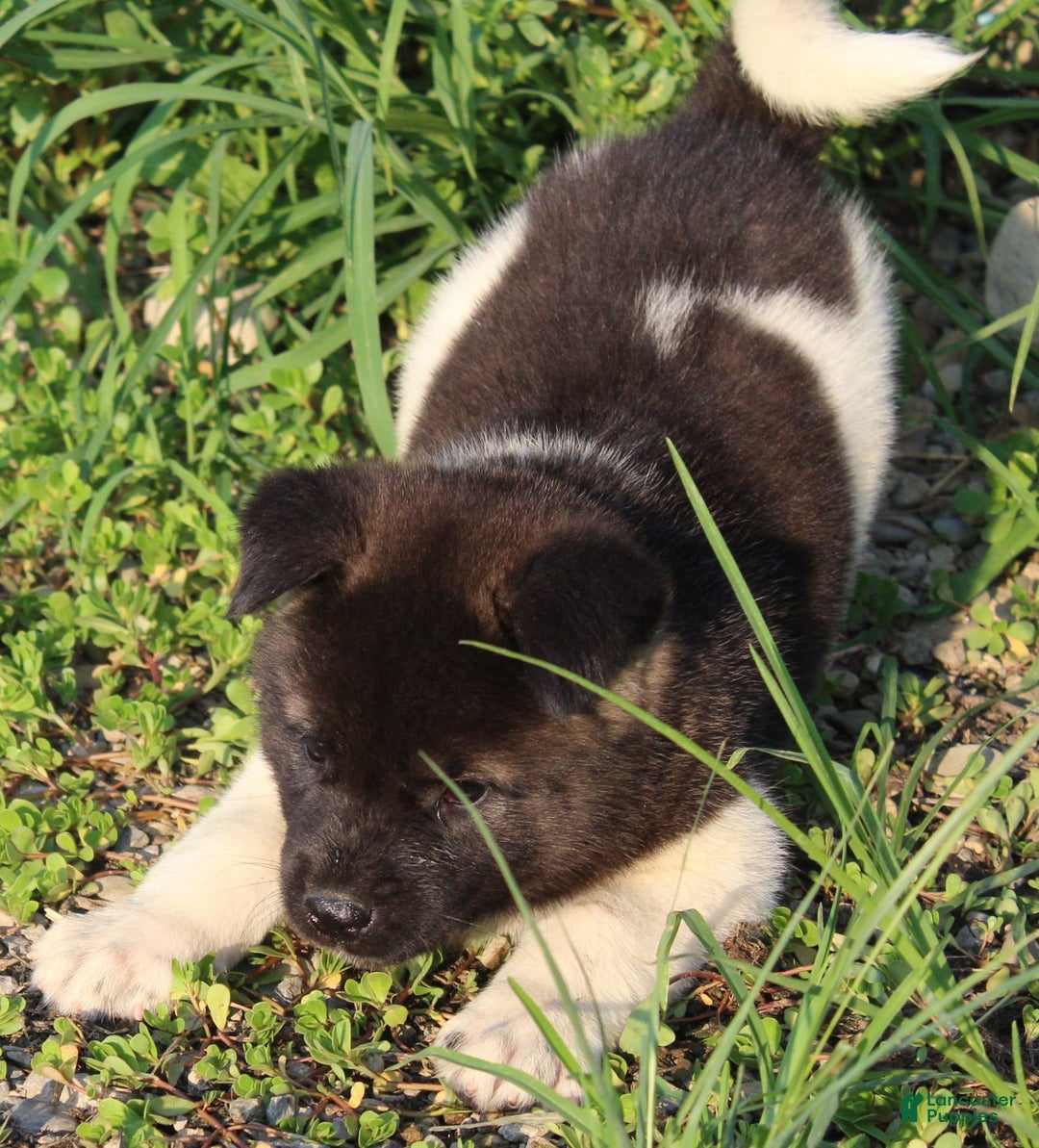 Akita dogs for sale: Mac - Image 3