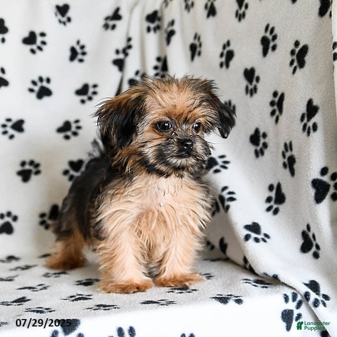 Shorkie dogs for sale: Huck - Image 19