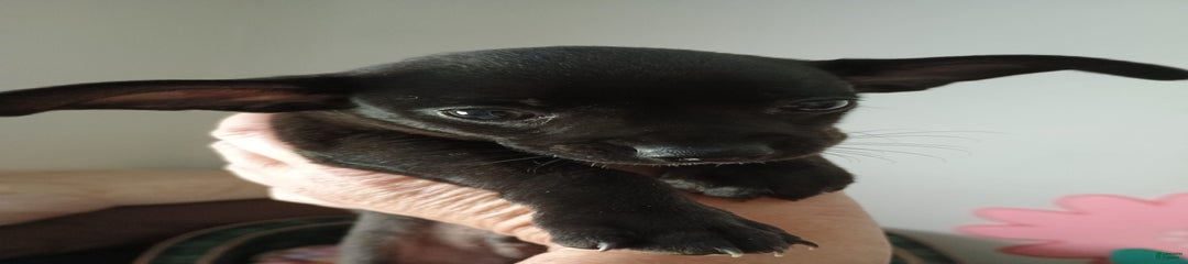 Shadow. Toy