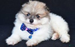 Pomeranian dogs for sale: Teddy - Image 4