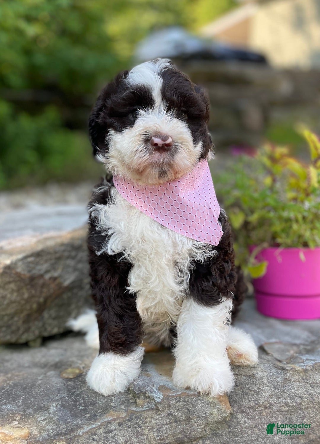 Portuguese Water Dog dogs for sale: Iris - Image 4