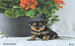 Yorkshire Terrier dogs for sale: King - Image 4