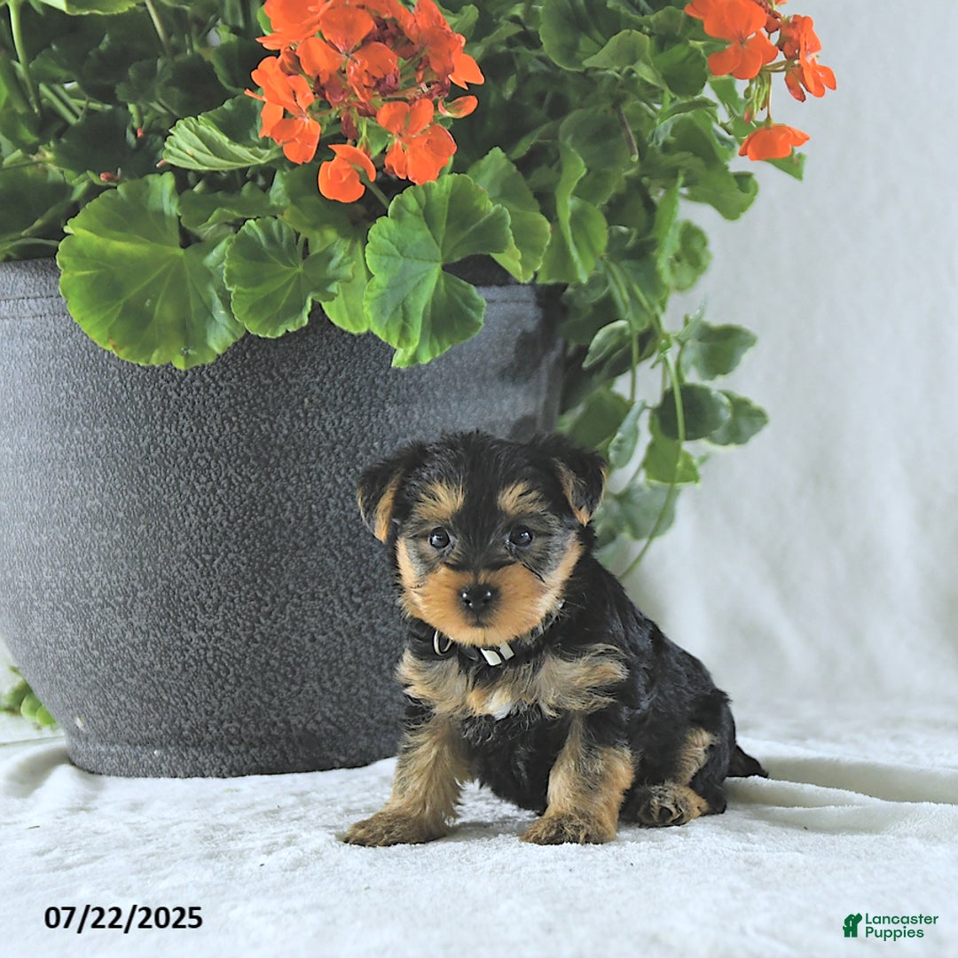 Yorkshire Terrier dogs for sale: King - Image 4