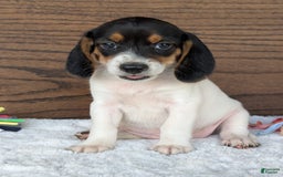 Beagle dogs for sale: Lucy - Image 4