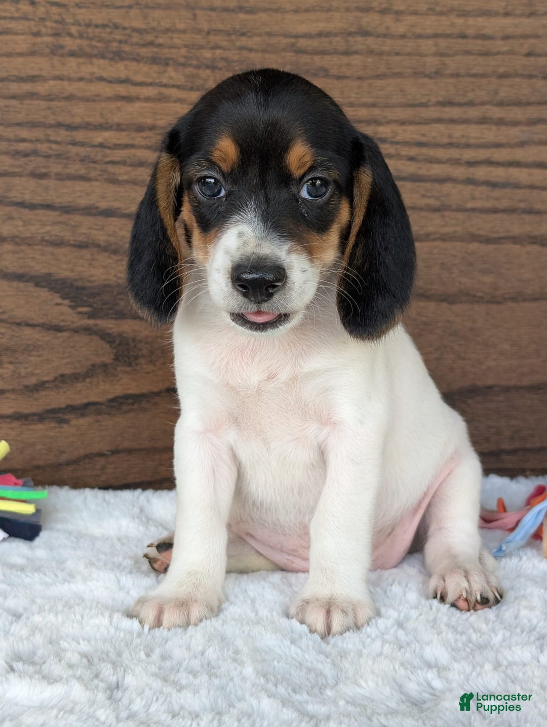 Beagle dogs for sale: Lucy - Image 4