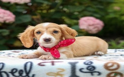 Miniature Dachshund dogs for sale: Skippy - Image 1
