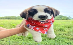 Saint Bernard dogs for sale: Coleman Saint Bernards Of Ohio Roxy - Image 1