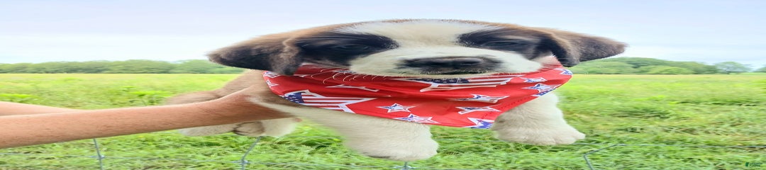 Coleman Saint Bernards Of Ohio Roxy