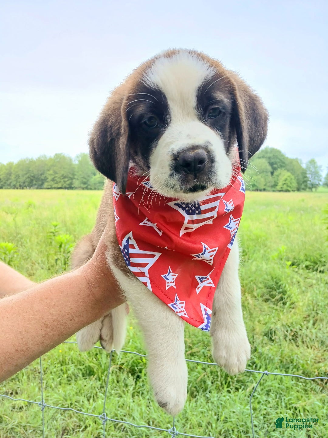 Saint Bernard dogs for sale: Coleman Saint Bernards Of Ohio Roxy - Image 1