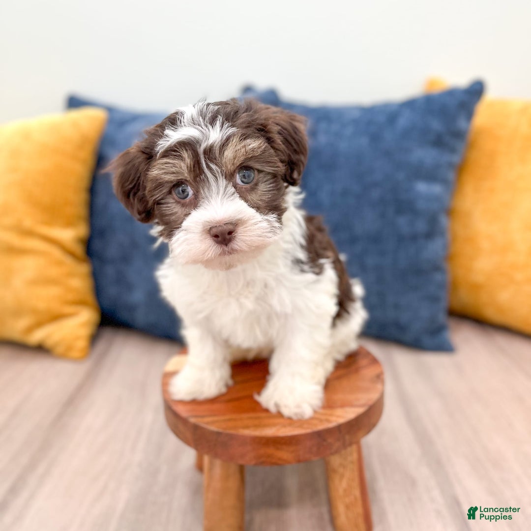 Havanese dogs for sale: Cody - Image 3