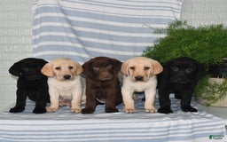 Labrador Retriever dogs for sale: Cody - Image 4