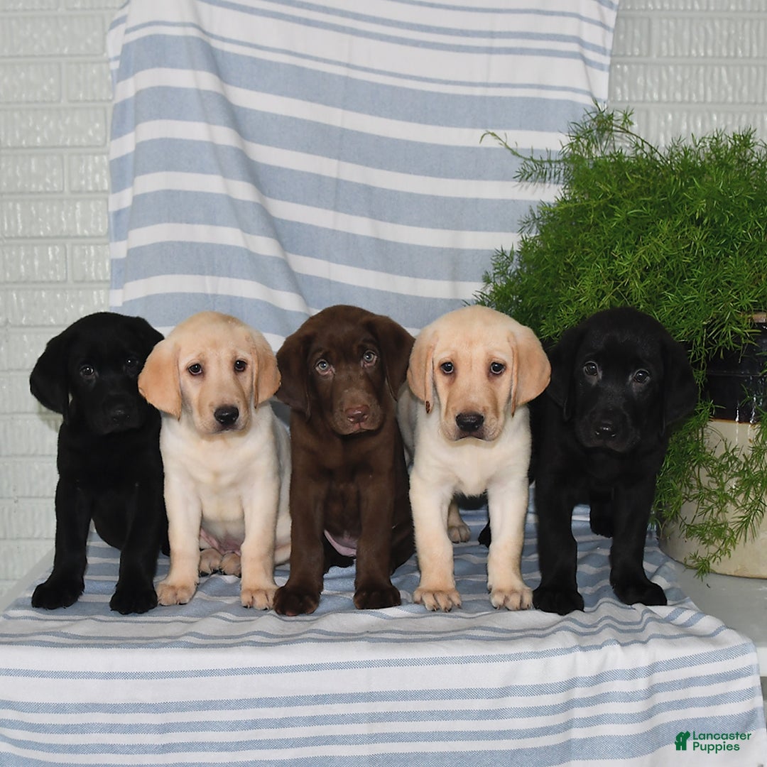 Labrador Retriever dogs for sale: Cody - Image 4