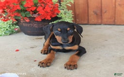 Doberman Pinscher dogs for sale: Duchess - Image 3