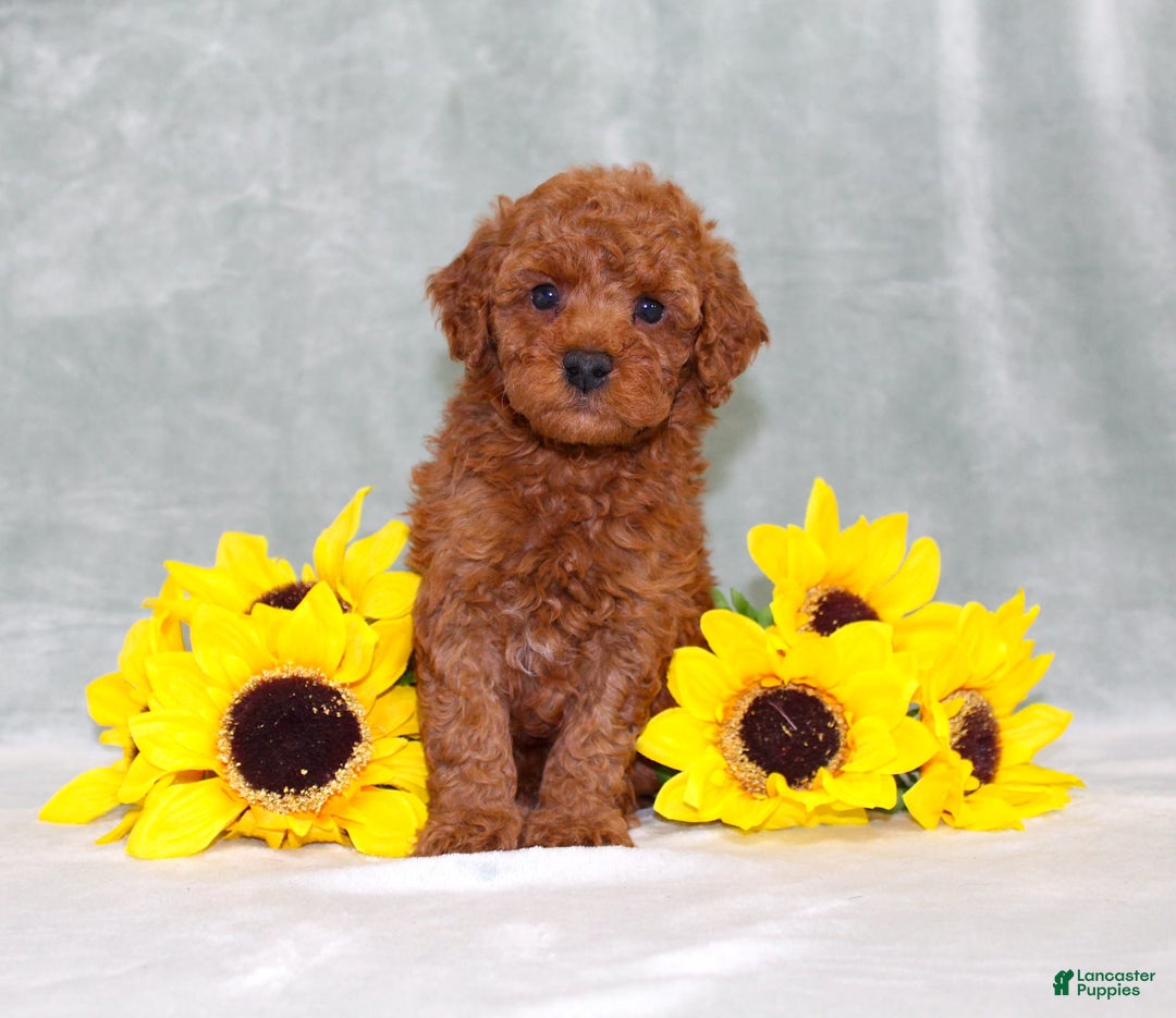 Miniature Poodle dogs for sale: Velcro - Image 2