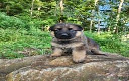 German Shepherd dogs for sale: Kaja - Image 19
