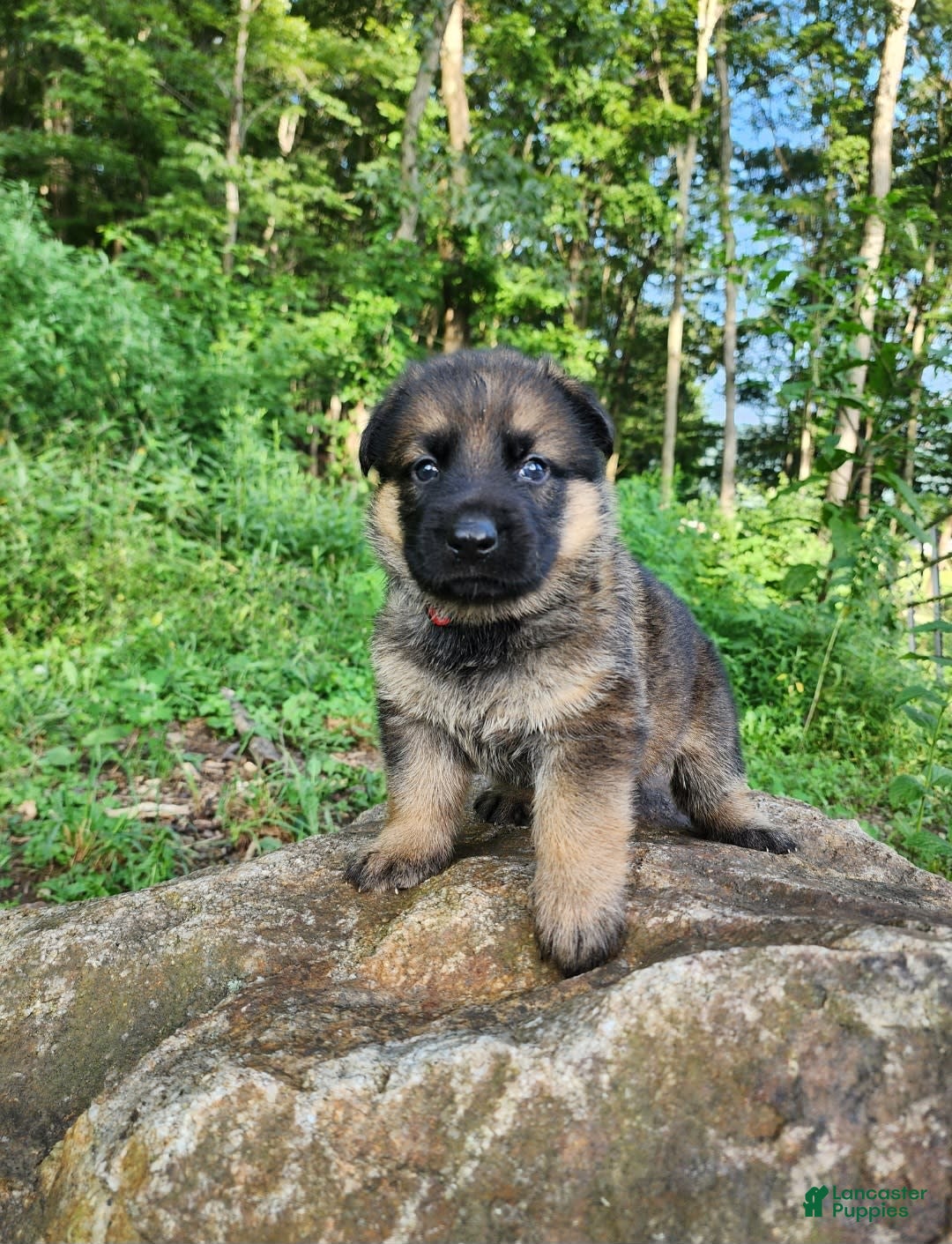 German Shepherd dogs for sale: Kaja - Image 19