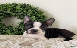 Boston Terrier dogs for sale: Dobby - Image 4