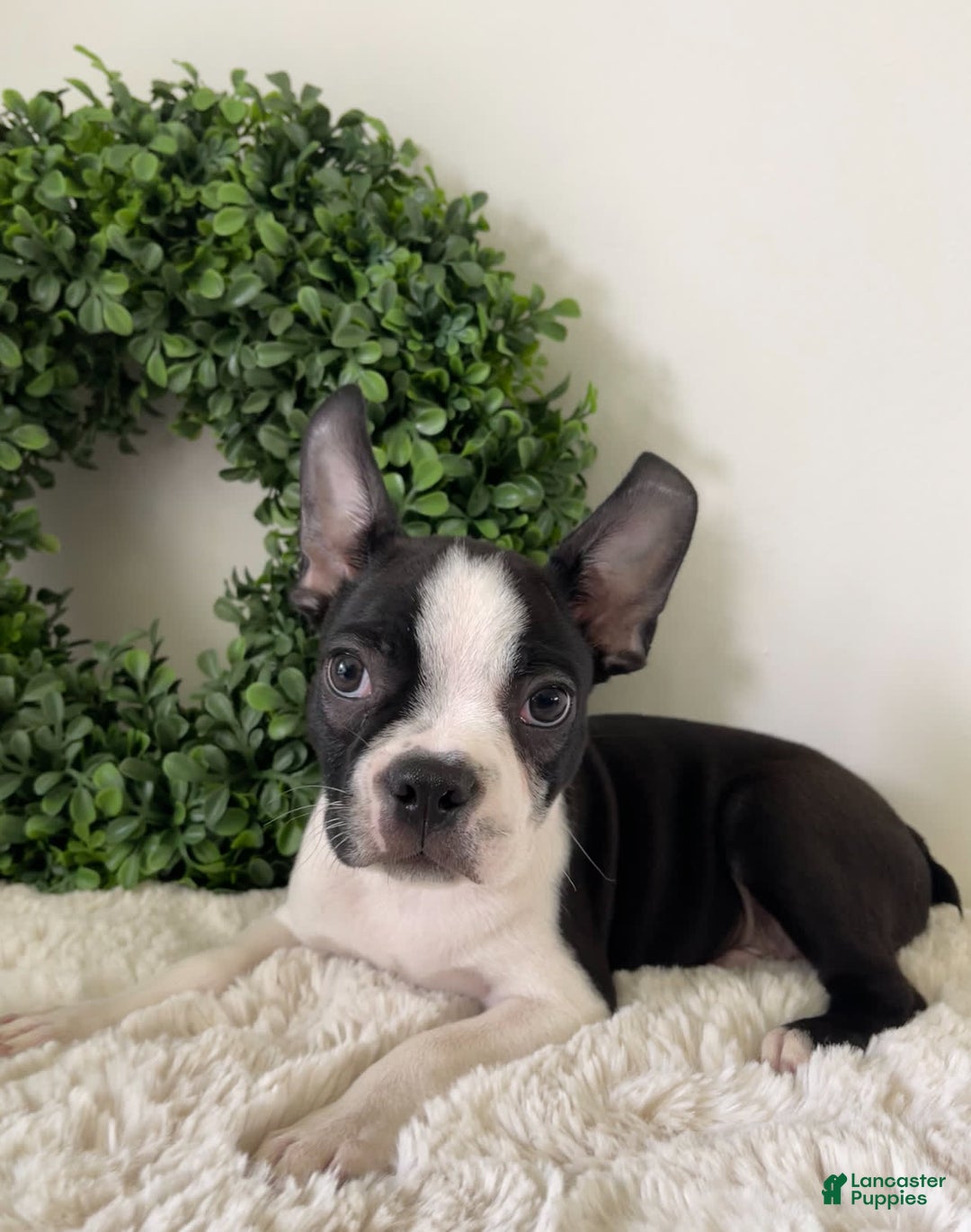 Boston Terrier dogs for sale: Dobby - Image 4