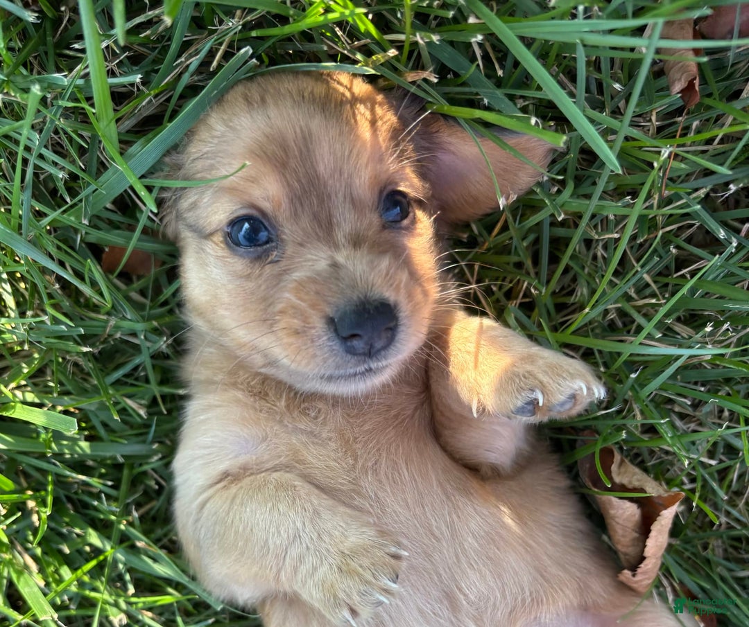 Miniature Pinscher dogs for sale: Penny - Image 2