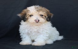 Bichpoo dogs for sale: Petie - Image 4