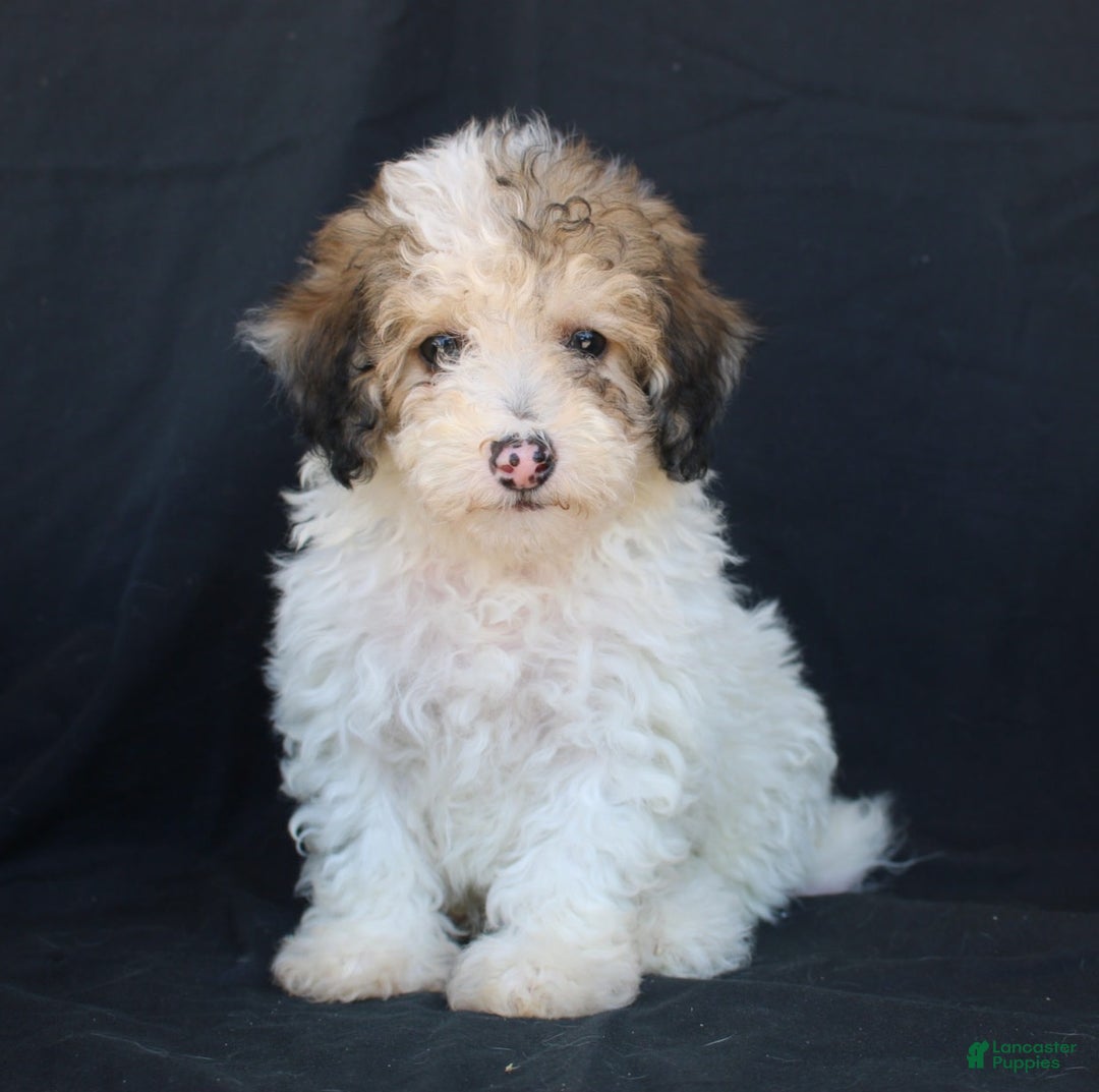Bichpoo dogs for sale: Petie - Image 4