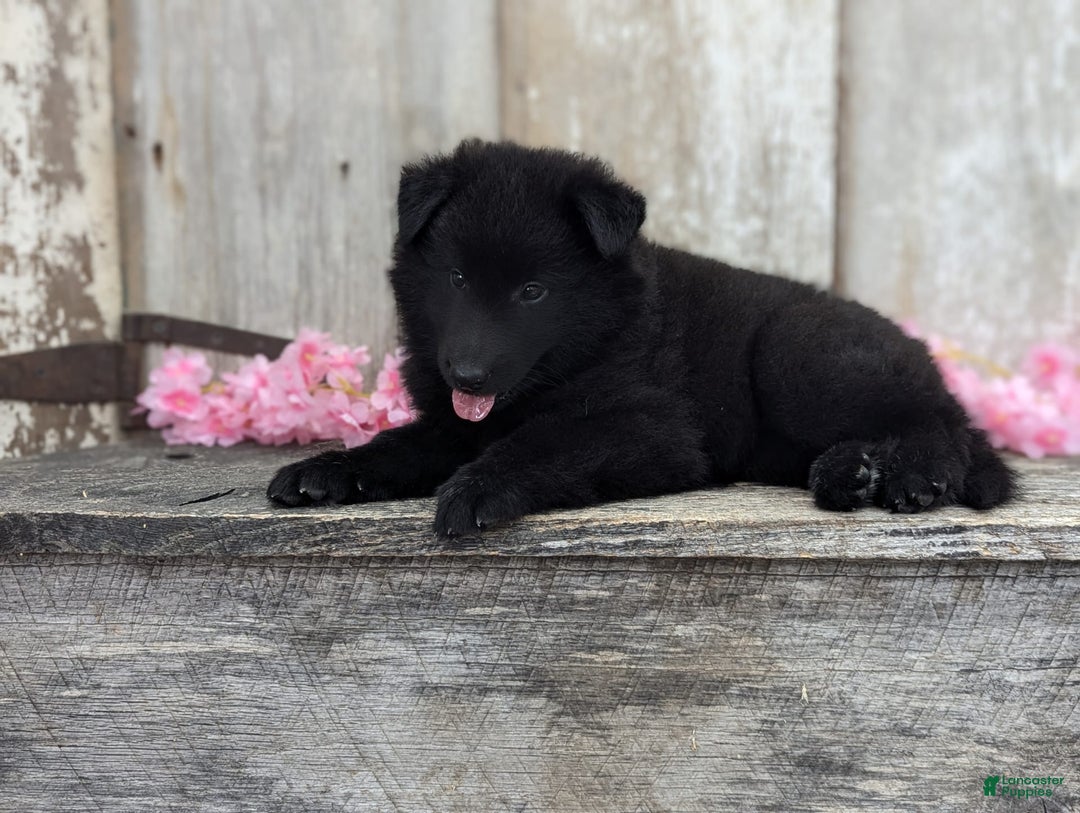 categoriesInfo:categoryAttributeOptions.pets.dogs.breed.belgianGroenendael dogs for sale: Ivy - Image 8