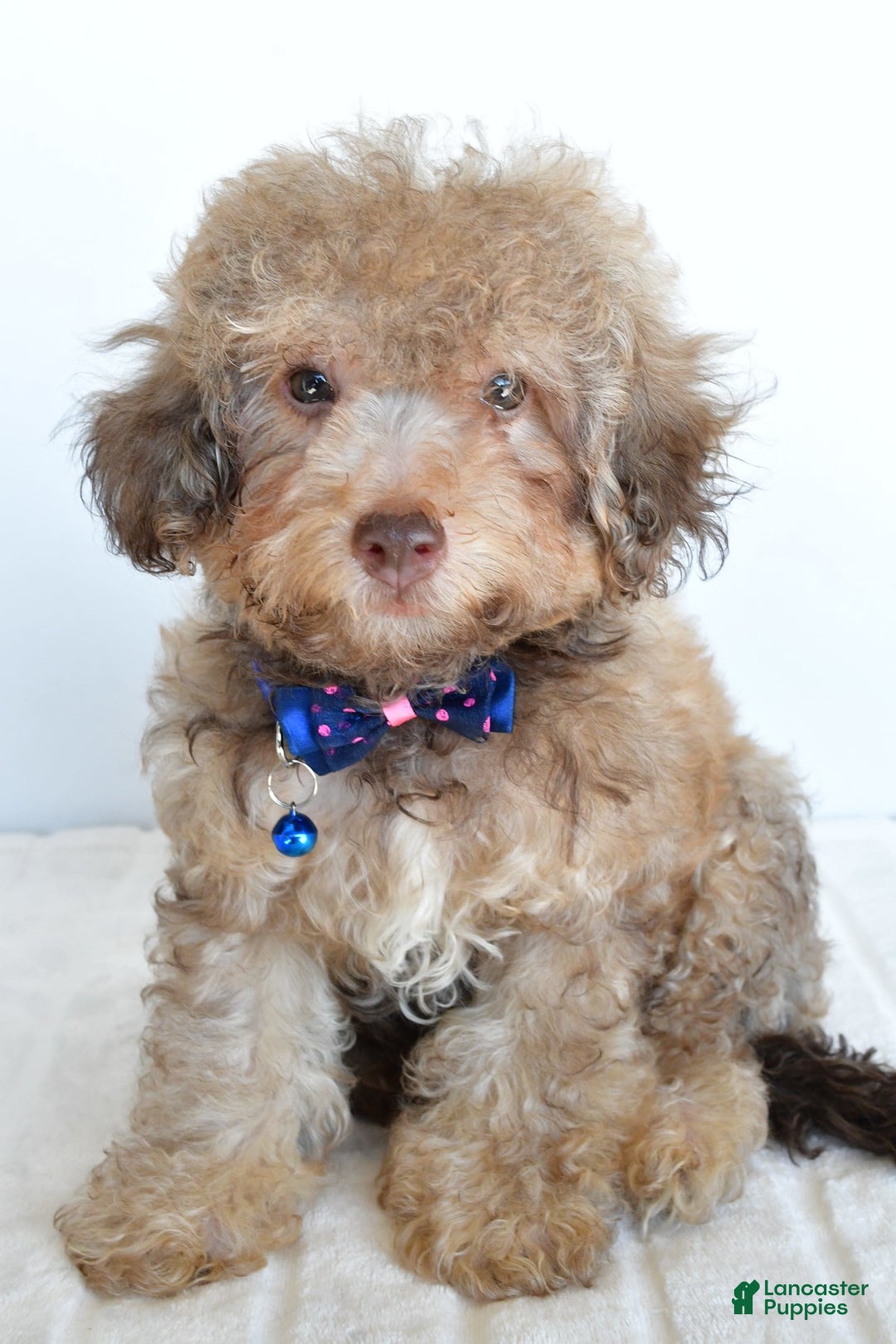 Bichpoo dogs for sale: Rex - Image 6