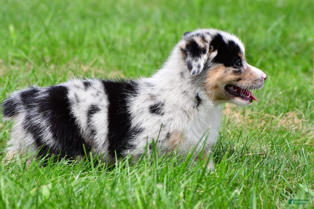 Australian Shepherd dogs for sale: Milo - Image 1