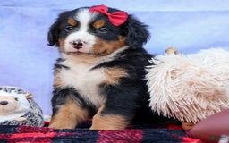 Bernese Mountain Dog dogs for sale: Simon - Image 4