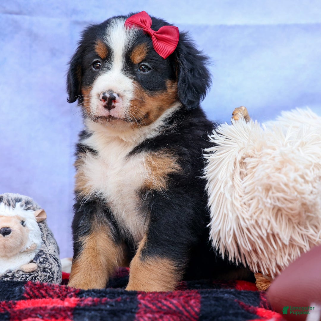 Bernese Mountain Dog dogs for sale: Simon - Image 4