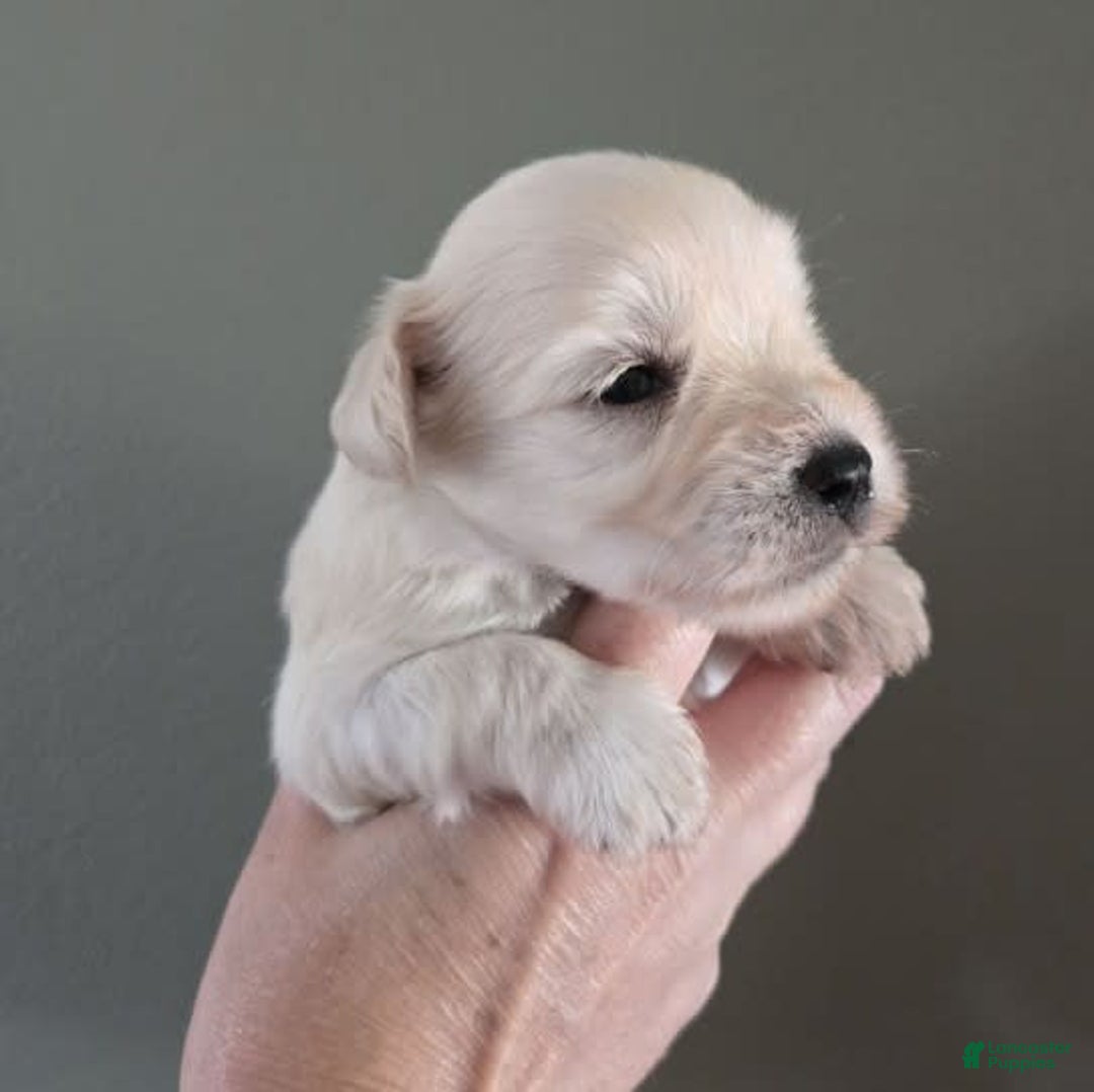 Miniature Schnauzer dogs for sale: Pup 5 - Image 4