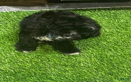 Shorkie dogs for sale: Ace - Image 3