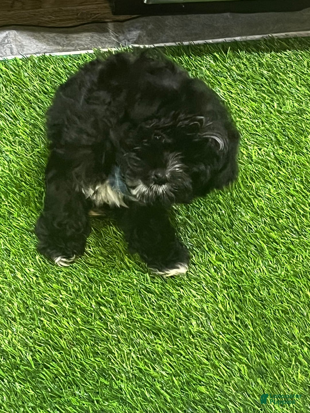 Shorkie dogs for sale: Ace - Image 3