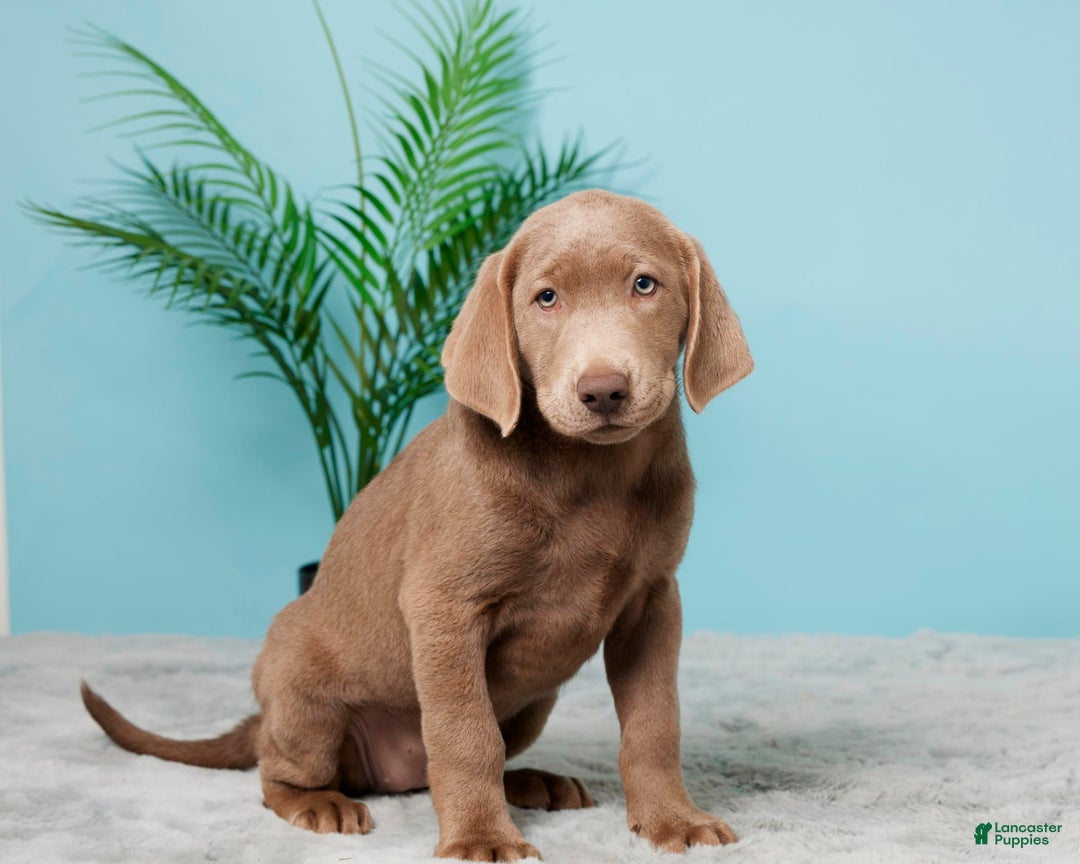 Labrador Retriever dogs for sale: Jackie - Image 3